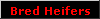 Bred Heifers